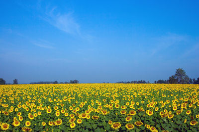 Scenic view of yellow flowers growing on field against sky