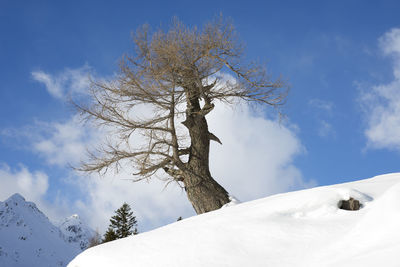 Low angle view of tree against sky