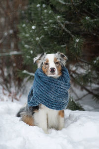 Portrait of dog on snow covered land. australian shepherd. cute puppy muzzle