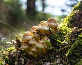 Close-up of mushroom growing on field