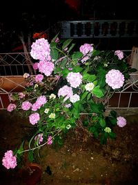 Pink flowering plants in garden