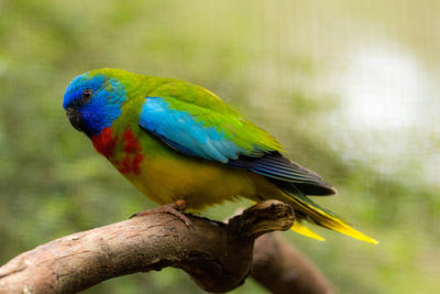 Close-up of parrot perching on branch