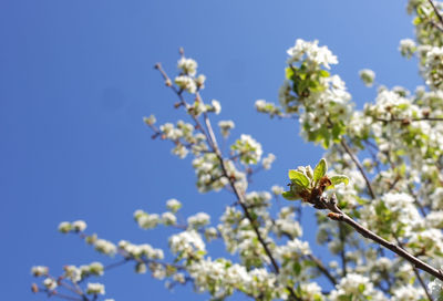 Low angle view of cherry blossom against blue sky