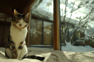 pet