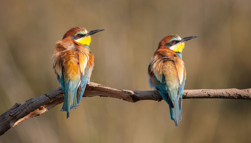 Bee eater couple resting on a branch.