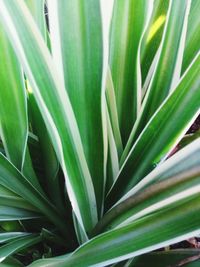 Full frame shot of palm leaf