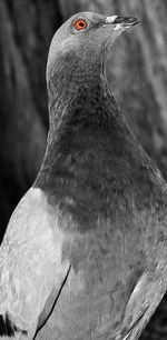 Close-up of bird perching on snow