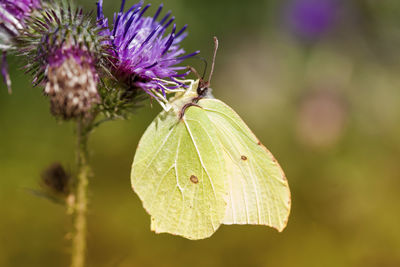 Close-up of insect on thistle