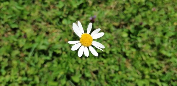 Close-up of white daisy flower on field