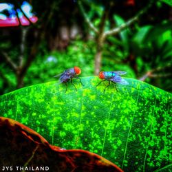 Close-up of ladybug on leaf