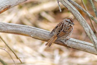 Close-up of bird perching on branch