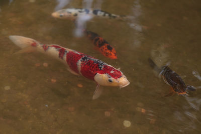 Close-up of fish swimming in water