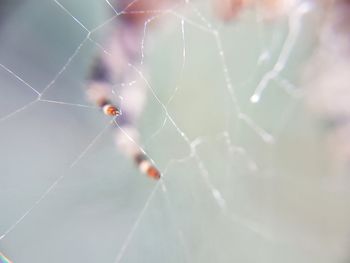 Close-up of spider on web