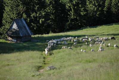 View of trees on grass