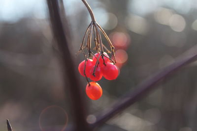 Close-up of red berries on plant