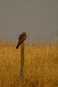 View of a bird on land