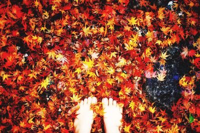 Autumn leaves on tree