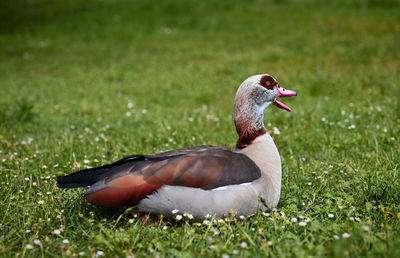 Close-up of duck on field