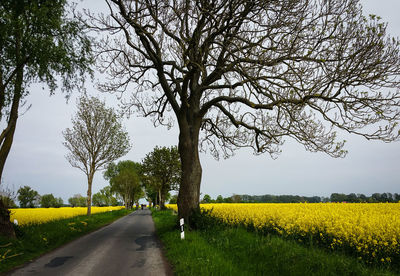 Road by trees on field against sky