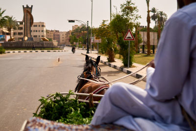 An egyptian man driving a tourist horse carriage in luxor, egypt