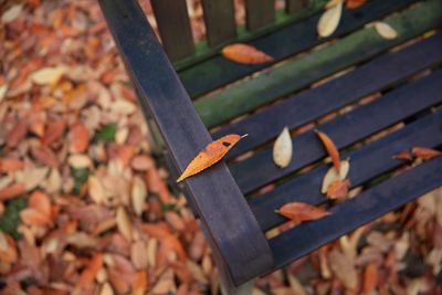 Close-up of autumn leaves