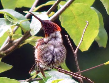 Close-up of bird perching on branch