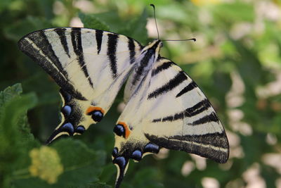 Close-up of butterfly pollinating flower