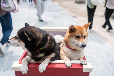 Shiba inu yellow and black 2 dogs on stroller at dazaifu tenmangu shrine in fukuoka, japan.