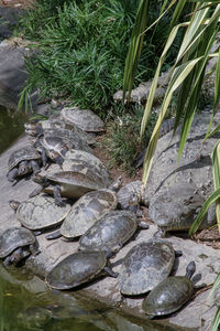 High angle view of turtle in water
