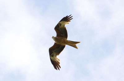 Low angle view of eagle flying against sky