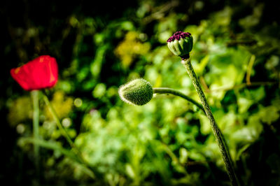 Close-up of red flower