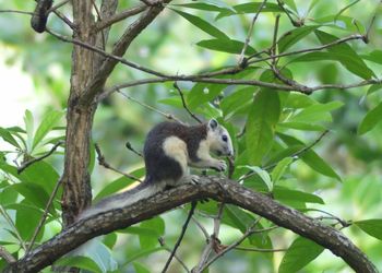 Squirrel on tree