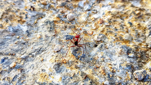 High angle view of ant on rock