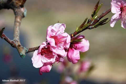 flower, pink color, nature, close-up, blossom, flower head, growth, branch, focus on foreground, springtime, plant, beauty in nature, fragility, outdoors, no people, freshness, cherry blossom, day