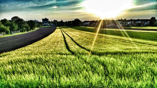 Scenic view of agricultural field against sky