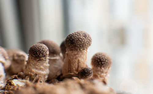 Close-up of mushrooms on table