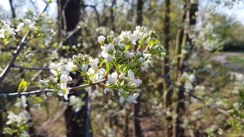 Close-up of white flowering plant