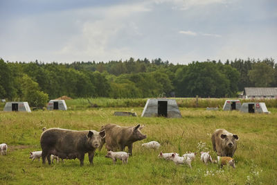 livestock