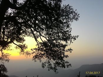 Low angle view of silhouette tree against sky