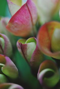 Close-up of pink flower