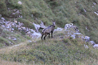 Side view of animals on field