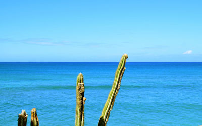 Wooden posts on beach against blue sky