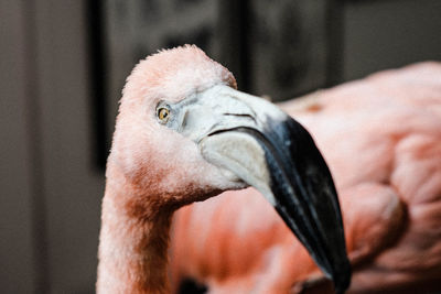 Close-up of hand holding bird in zoo