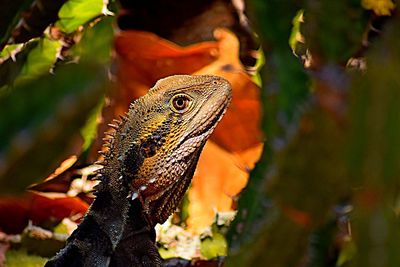 Close-up of lizard on tree