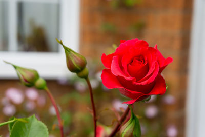 Close-up of rose against blurred background