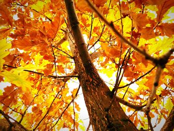 Low angle view of tree during autumn