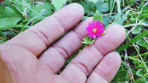 Close-up of hand holding flower