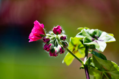 Close-up of pink flowering plant