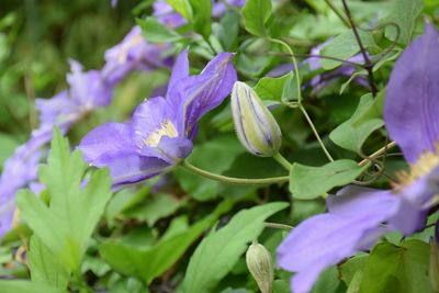 Close-up of purple flowers