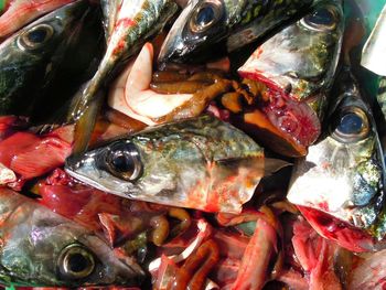 Close-up of fish for sale